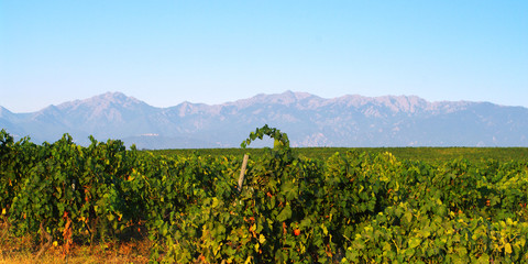 Fototapeta na wymiar vignoble AOC de Corse, plaine d'Aléria