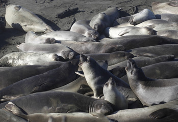 Elephant Seals on a California Beach