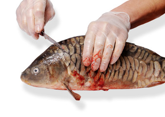 Preparation of carp.