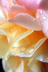 Dew droplets on a rose