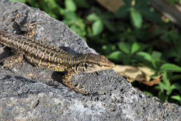Lagarto tizon