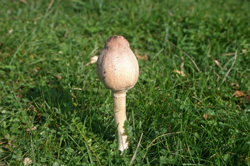 parasol mushroom