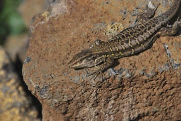 Tizon lizard