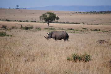 Naklejka na ściany i meble African White Rhino