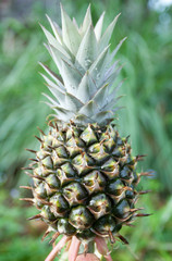 Pineapple on plant