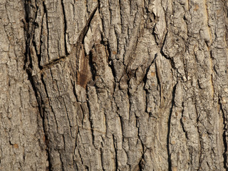 Textur_Holz_Baum