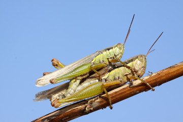 mating locusts