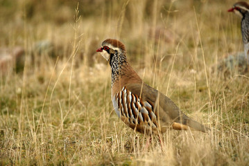 Perdiz de campo