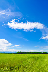 Fototapeta na wymiar Meadow landscape with beautiful blue sky
