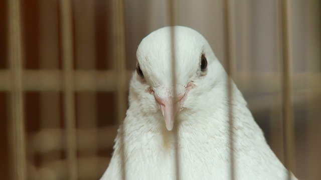 Wei&szlig;e Taube im K&auml;fig