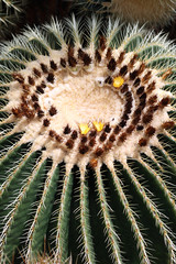 Naklejka na ściany i meble Schwiegermuttersitz (Echinocactus grusonii)