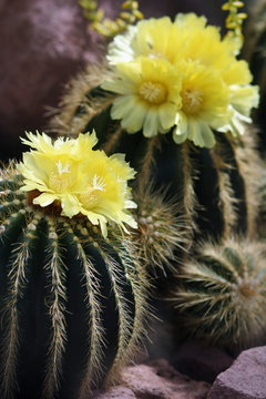 Notocactus magnificus