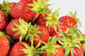 Erdbeeren (Fragaria)