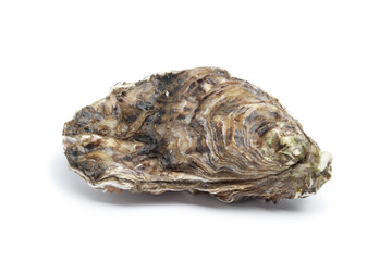 Whole single fresh raw oyster