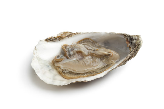 Fresh raw oyster in an open shell