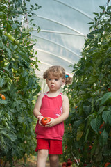 girls picked tomatoes