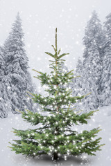Weihnachtsbaum im  Winterwald