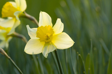 Daffodil (Narcissus)