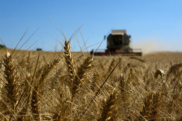 Weizenernte_6