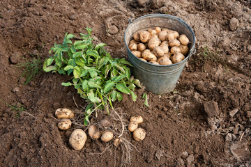 Harvesting Potatoes