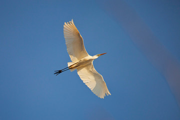 grande aigrette