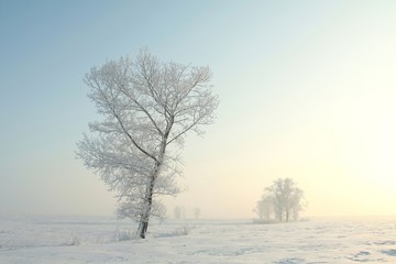 Fototapeta na wymiar Frozen winter tree against a blue sky during sunrise