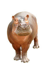 hippopotamus isolated