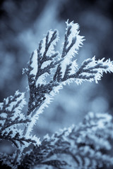 Winter