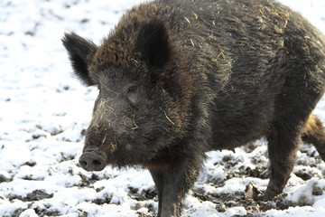 Wildschwein