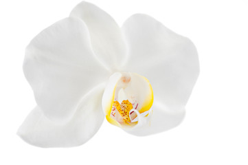 Fototapeta na wymiar Macro of single orchid flower isolated on white background