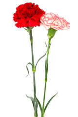 red and white carnations - 28524932