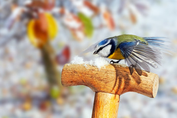 Blue Tit landing on a spade handle with snow