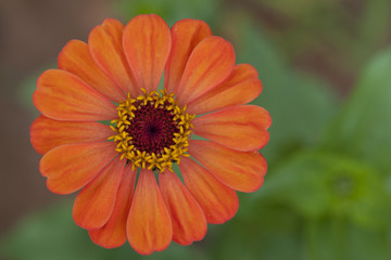 Beautiful Single Orange Zinnia Flower