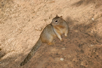 Rock squirrel