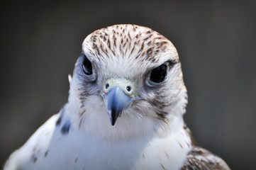 Peregrine Falcon