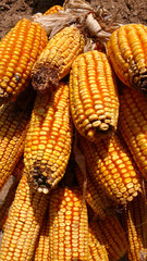 Fototapeta na wymiar Golden corn cobs