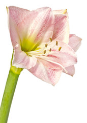 pink amaryllis - lilia isolated