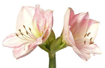 Naklejka na ściany i meble pink amaryllis - lily
