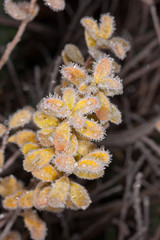 Naklejka premium yellow winter