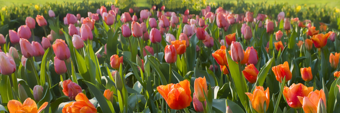 tulipani