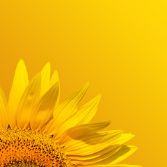 Obraz na płótnie Canvas makro z liści słonecznika w lecie