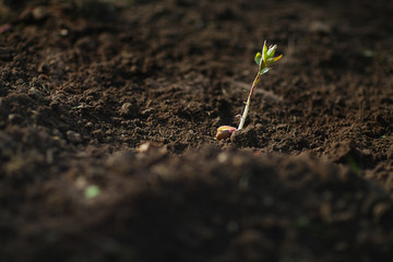 new plant