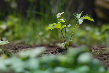 strawberry plant with flower