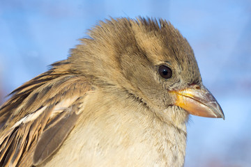 house sparrow female portrait / Passer domesticus