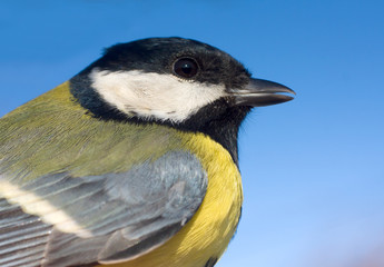 great tit close-up / Parus major