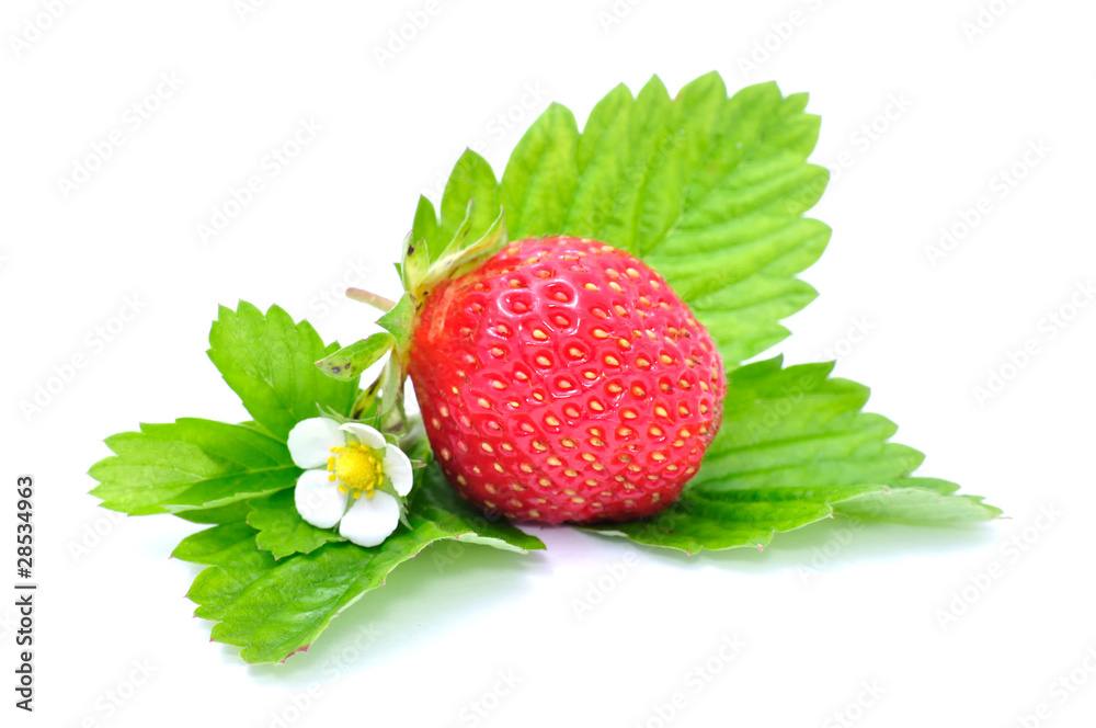 Wall mural Strawberry with Flower and Leaves