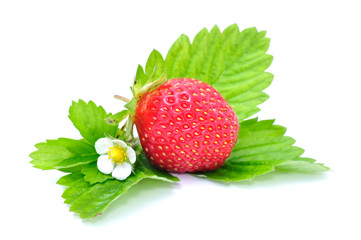 Strawberry with Flower and Leaves