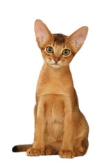 jeune abyssin assis de face