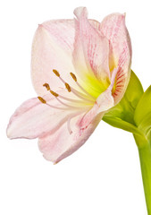 Fototapeta na wymiar amaryllis lilly