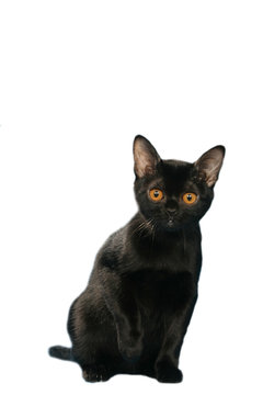 Bombay Cat Images Browse 2 467 Stock Photos Vectors And Video Adobe Stock